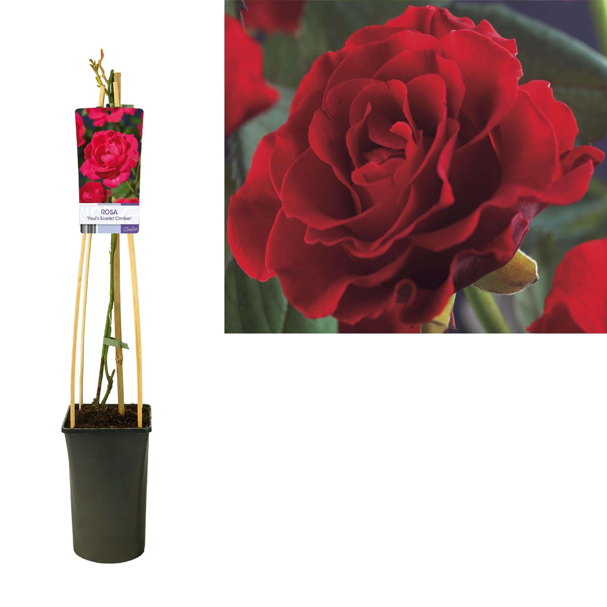 Rosa 'Paul's Scarlet Climber' +light Label - Ø17cm - ↕75cm