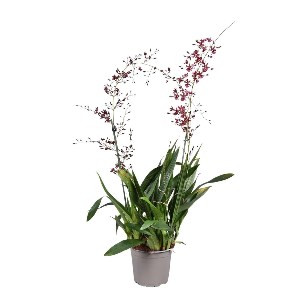 Orchidee: Oncidium Cherry Baby - Ø17cm - ↕80cm