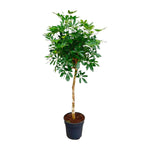 Schefflera on stem - 180cm - ø34