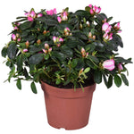 Azalea Helmutt Vogel 'Hulsten' - Ø14cm - ↕30cm