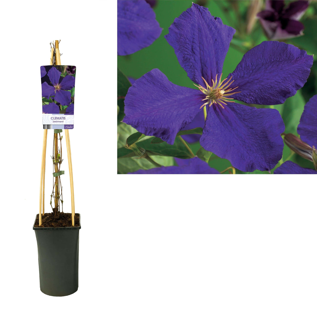 Clematis 'Jackmanii' +light Label - Ø17cm - ↕75cm