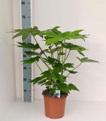 Fatsia Japonica - Ø19cm - ↕70cm