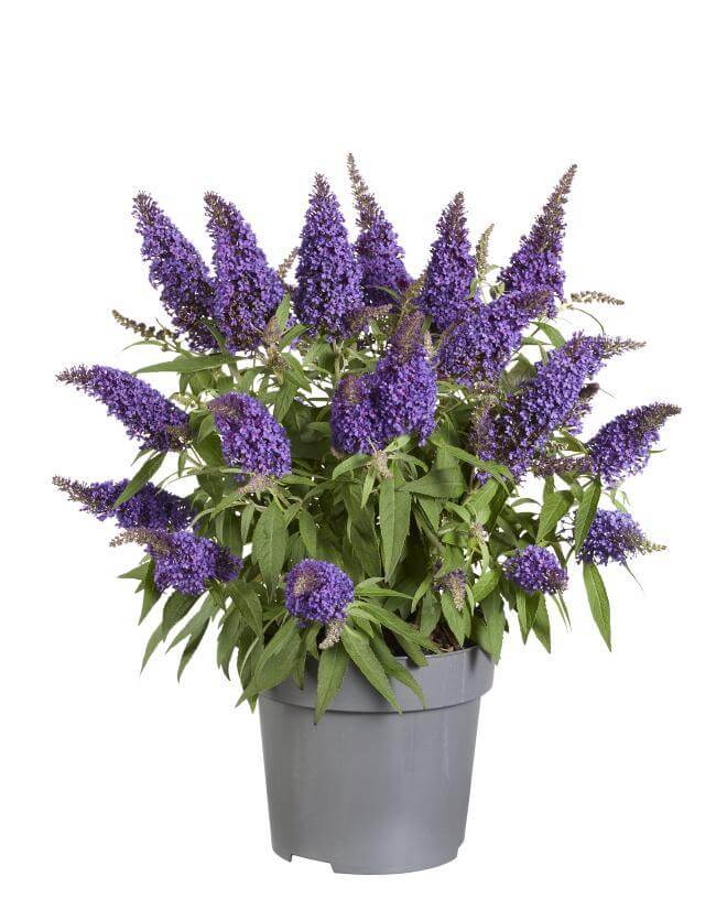 Buddleja Candy 'Little Purple' P17 (PT) - Ø17cm - ↕45cm