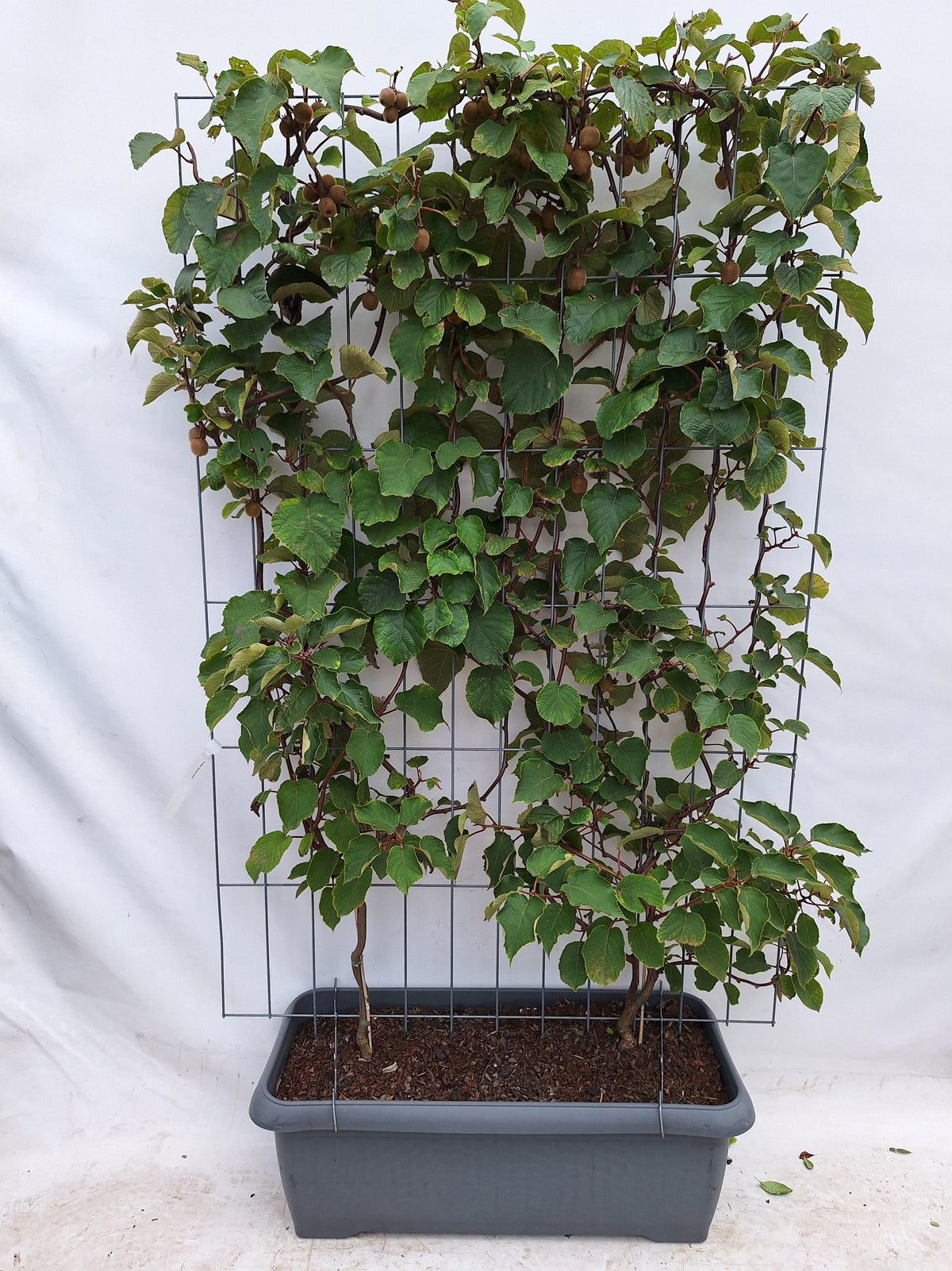 Actinidia deliciosa 'Jenny' - Kiwi - Kant-en-Klaar Haag - 120 x 180 cm