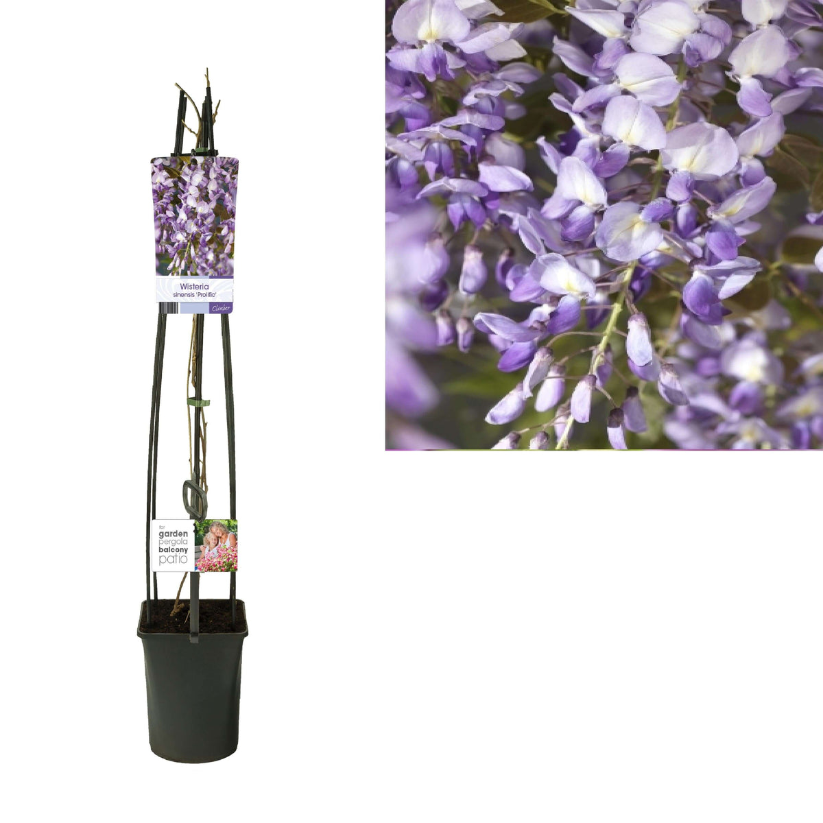 Wisteria Sinensis 'Prolific' +light Label - Ø23cm - ↕115cm