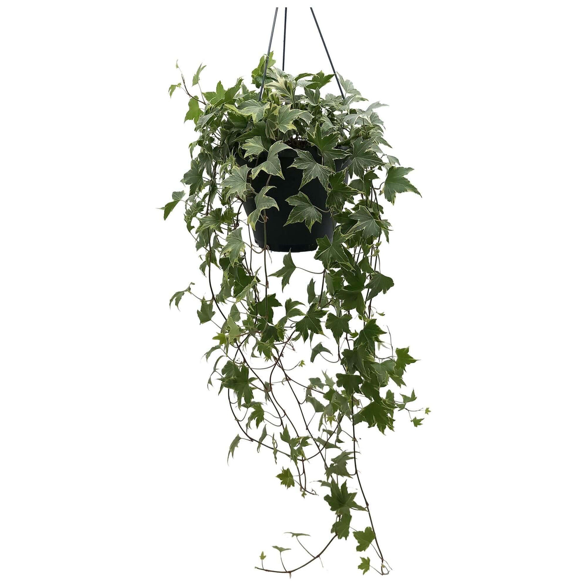 Hedera Helix Yellow - Ø19cm - ↕cm