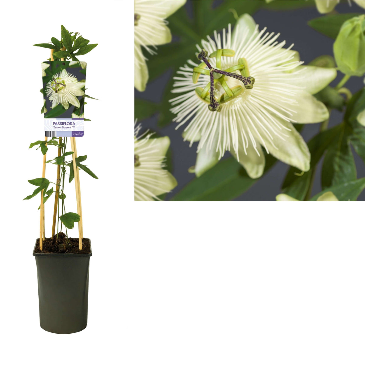 Passiflora 'Snow Queen' PBR +light Label - Ø17cm - ↕75cm