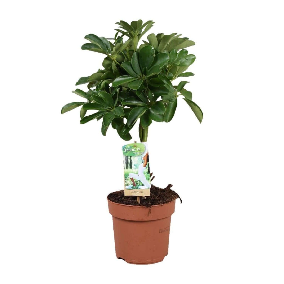 Schefflera Nora - Braided Trunk - Ø17cm - ↕60cm