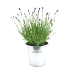 Lavandula Ang. 'Felice'® Collection P15 In Zinc Old-Look - 1 piece - Ø15cm - ↕35cm