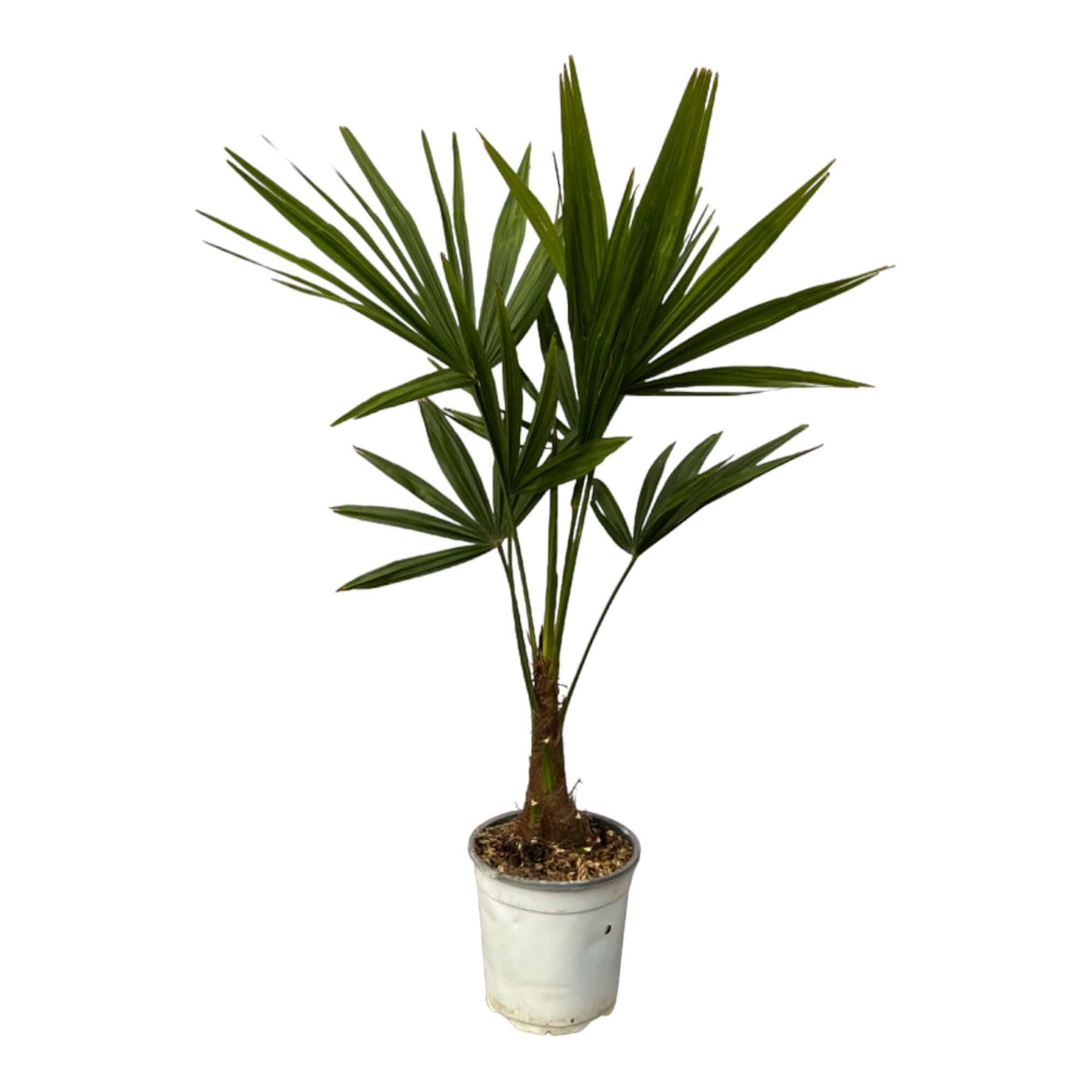 Trachycarpus Fortuneii - 100 cm - Ø18cm