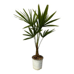 Trachycarpus Fortuneii - 100 cm - Ø18cm