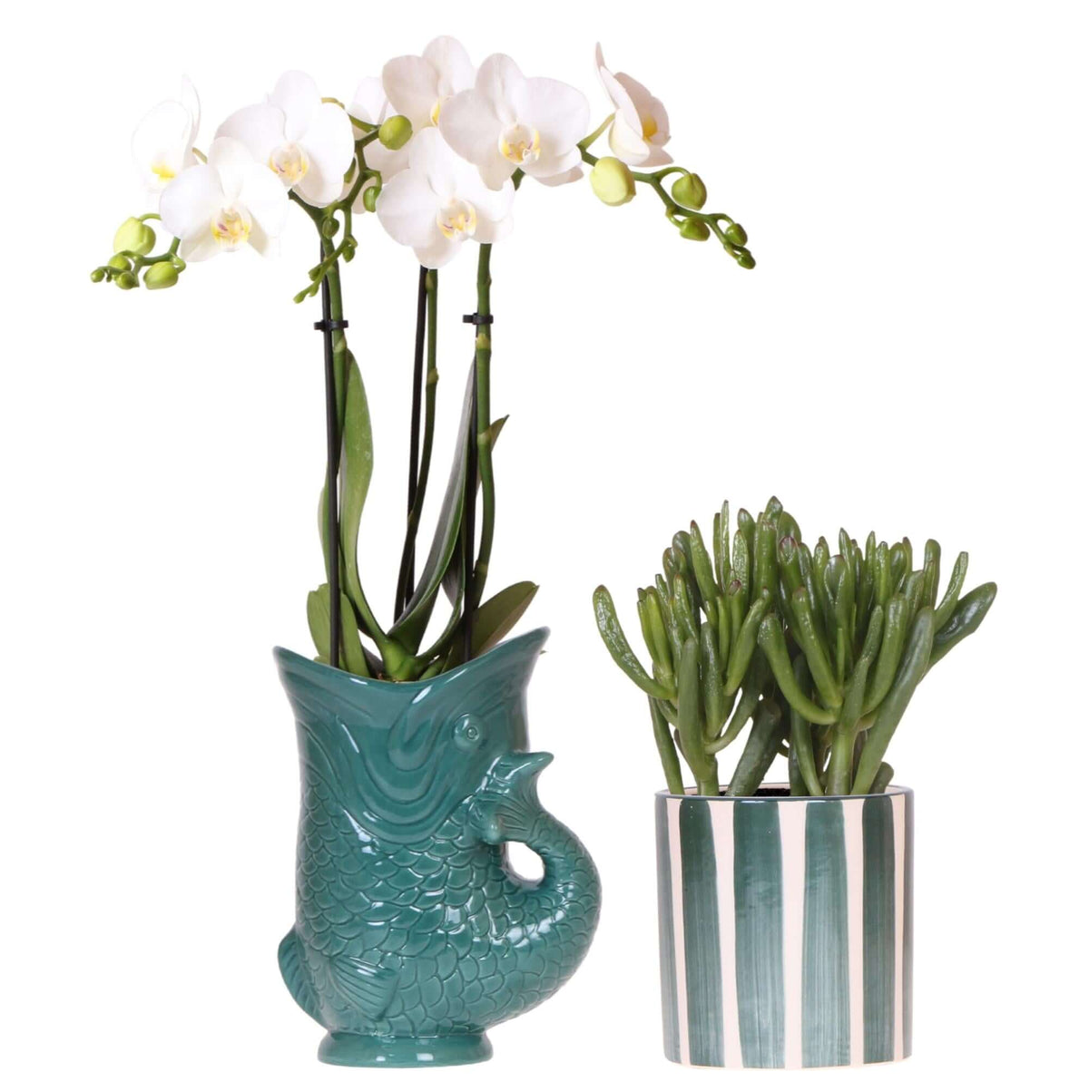 Kolibri Orchids | Set van witte orchidee Amabilis in Fish pot groen en succulent in Painted Stripe pot groen - potmaat Ø9cm | bloeiende kamerplant - vers van de kweker