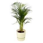 Areca palm - ↨85cm - Ø19cm including elho Greenville Round white D24xH23