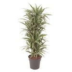 Dracaena Warneckei vertakt - 140 cm - ø31