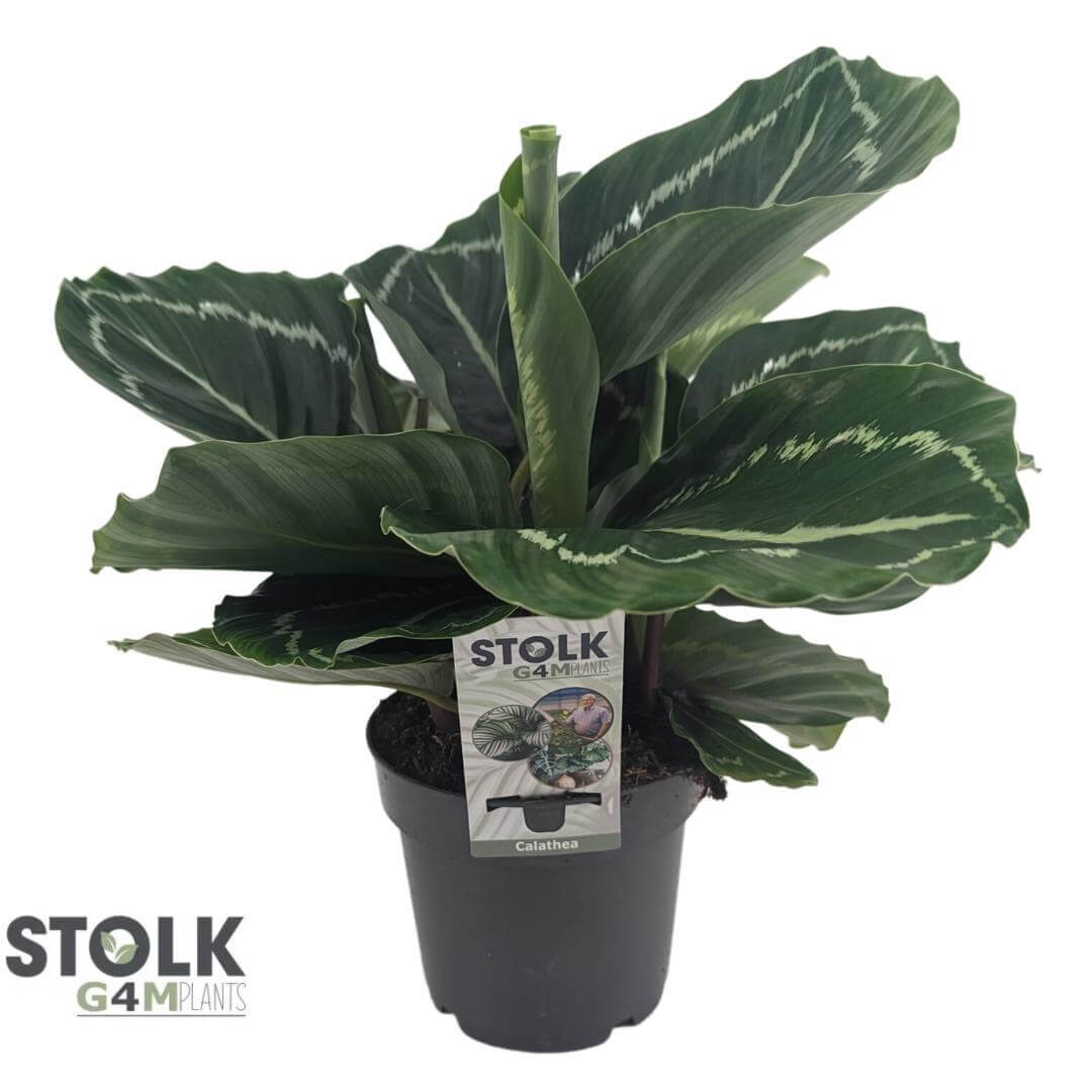 Calathea Roseopicta Green - Ø14cm - ↕40cm