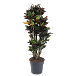 Codiaeum Mrc Iceton verzweigt - 140 cm - ø31