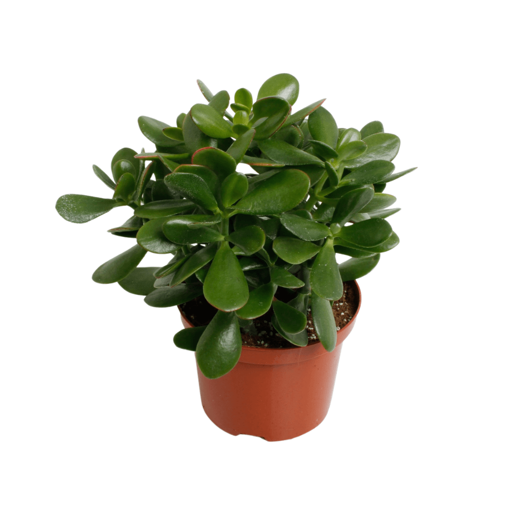 Crassula Argentea Ovata - Ø17cm - ↕35cm