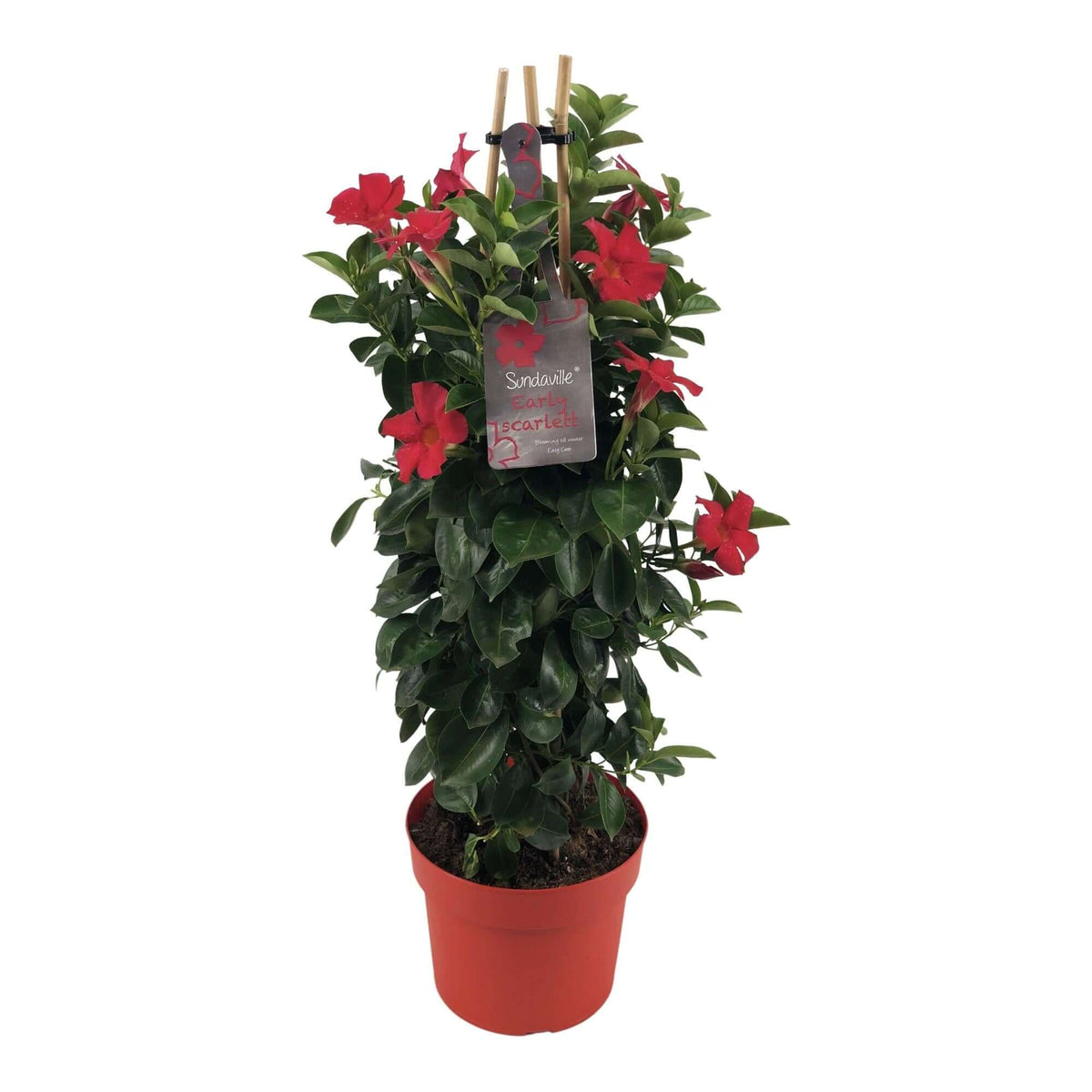 Mandevilla Sundaville Early Scarlet In Toren (Dipladenia) - Ø19cm - ↕75cm