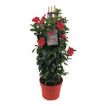 Mandevilla Sundaville Early Scarlet In Toren (Dipladenia) - Ø19cm - ↕75cm