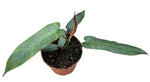 Philodendron Atabapoense - Ø14cm - ↕20cm