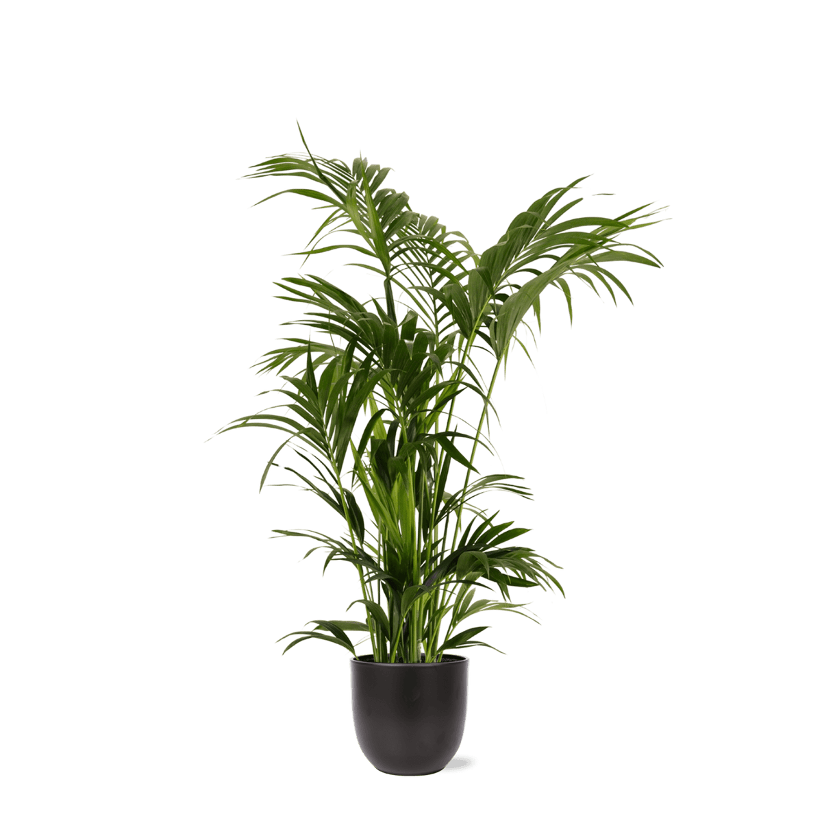 Kentia Palm Ø27cm ↕160cm in Boule ANTRACIET pot