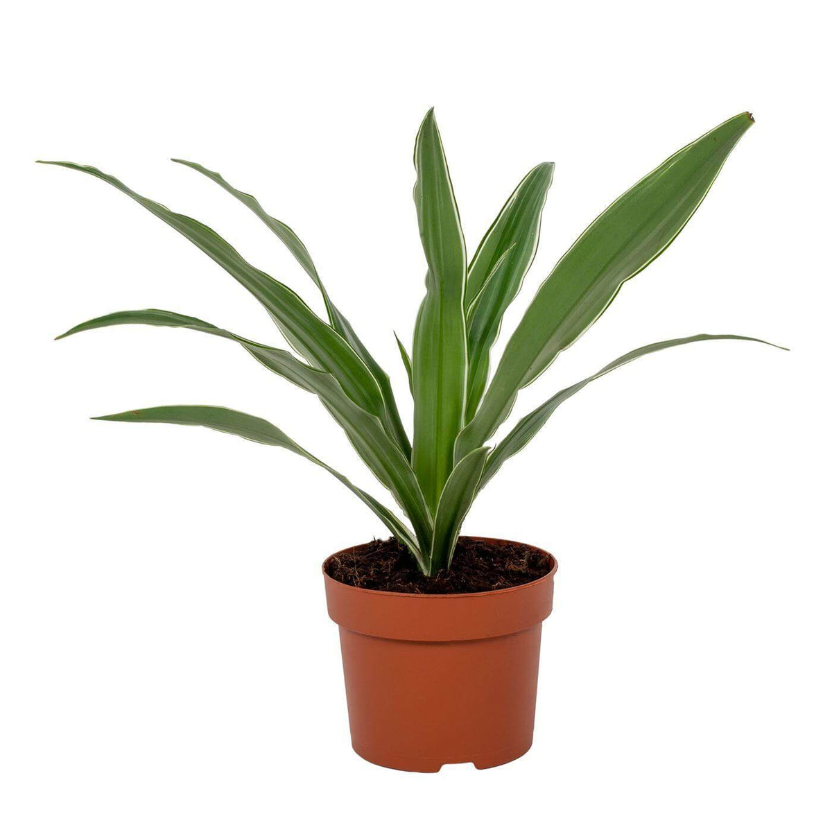 Dracaena Warneckei 12cm - Ø12cm - ↕40cm