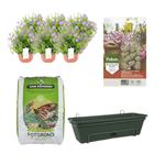 Balkonbak Groen DIY-set - Campanula