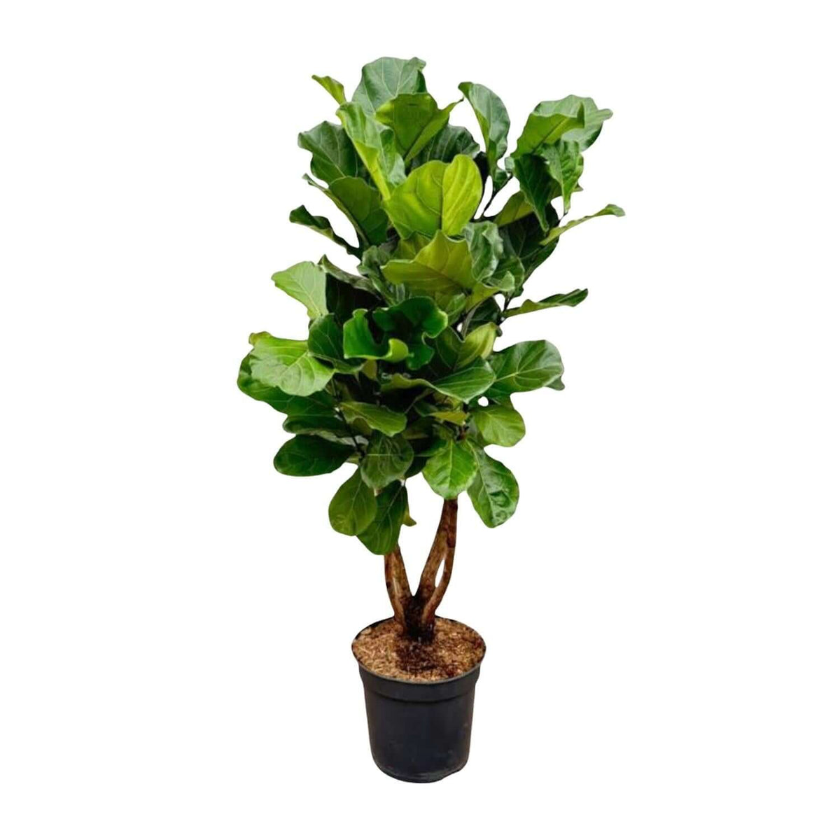 Ficus Lyrata vertakt XL - 200cm - ø32