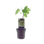 Ficus Panachee (15019) - Ø15cm - ↕40cm