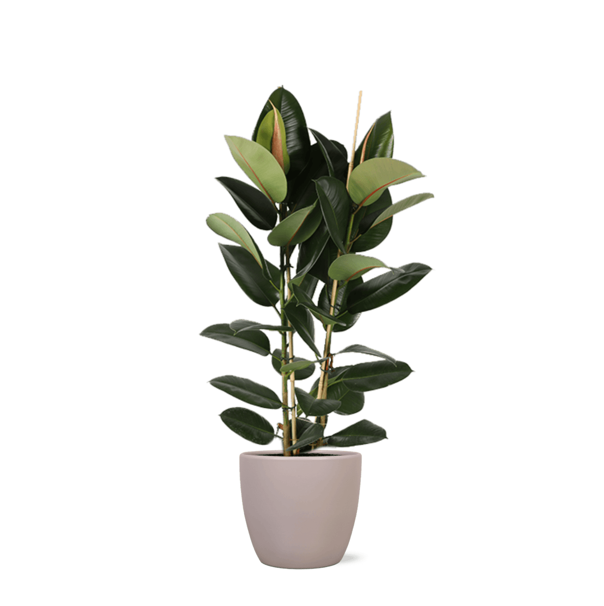 Ficus Elastica Robusta Ø24cm - ↕110cm in Boule TAUPE pot