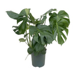 Monstera Deliciosa - Ø24cm - ↕80cm