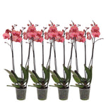 4er-Set – Phalaenopsis Narbonne – Orchidee mit 3 Zweigen – 60 cm – Ø12 cm