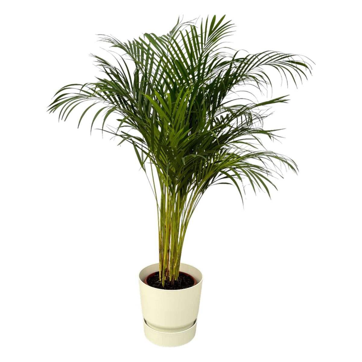 Areca palm - ↨130cm - Ø24cm including elho Greenville Round white D30xH28