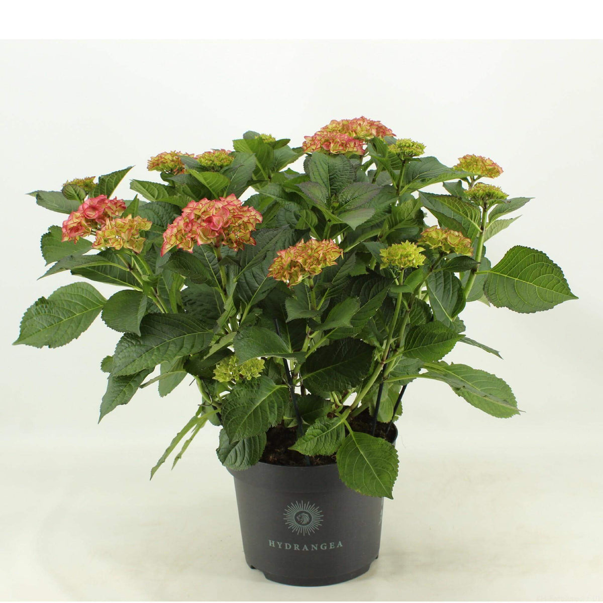 Hortensie Macr. Roter Engel - Ø23cm - ↕50cm