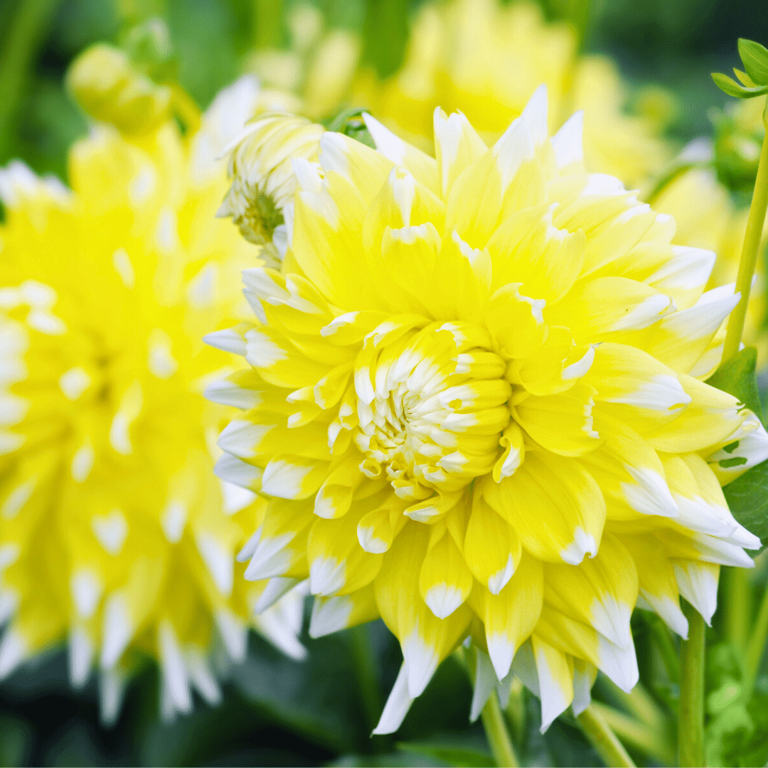 Flowerbulbs Amsterdam - Dahlia Seattle, Grootbloemige Uitstraling