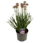 Allium Millenium - Ø19cm - ↕40cm