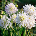 Flowerbulbs Amsterdam Dahlia Playa Blanca, Cactusvormige Bloemen