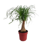 Beaucarnea "Maya Palm" Stam P19 - Ø19cm - ↕70cm