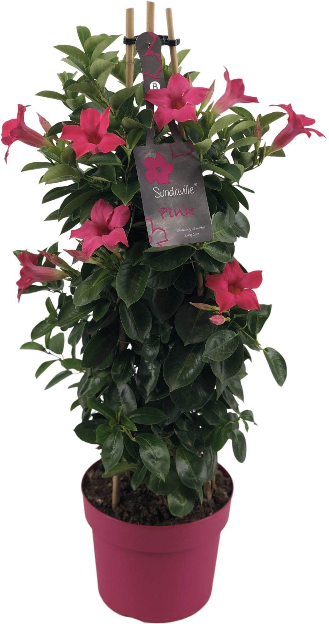 Mandevilla Sundaville Classic Pink In Toren (Dipladenia) - Ø19cm - ↕75cm