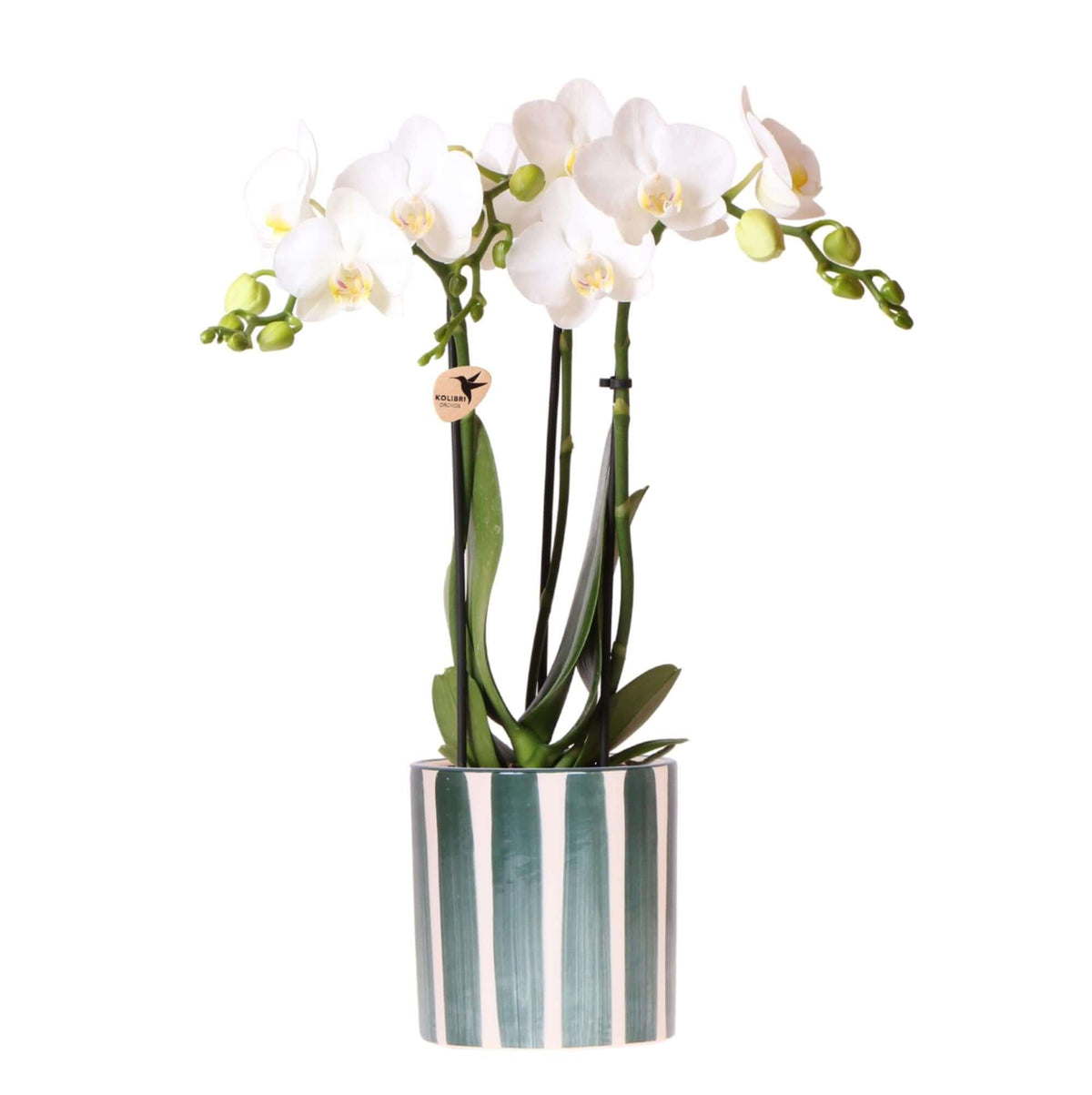 Kolibri Orchids | Witte Phalaenopsis orchidee Amabilis + Painted Stripe pot groen - potmaat Ø9cm | bloeiende kamerplant - vers van de kweker