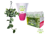 Scindapsus Pictus 'Trebie' LESS PLASTIC - Ø15cm - ↕cm