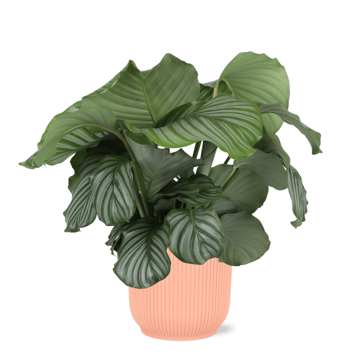 Calathea Orbifolia Ø21cm - ↕70cm in Vibes ROZE pot