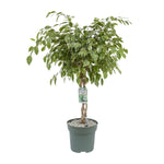 Ficus Safrana / Golden King - Ø27cm - ↕100cm