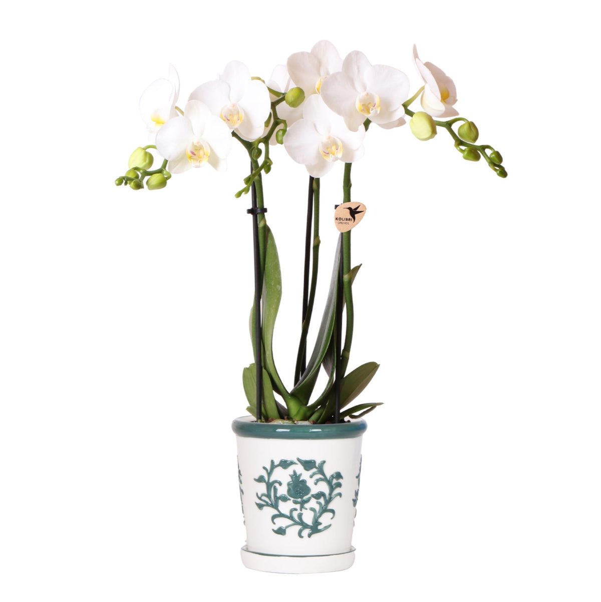 Kolibri Orchids | witte orchidee Amabilis + Malaga sierpot groen - potmaat Ø9cm | bloeiende kamerplant - vers van de kweker