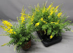 Cytisus X Racemosus - Ø15cm - ↕35cm