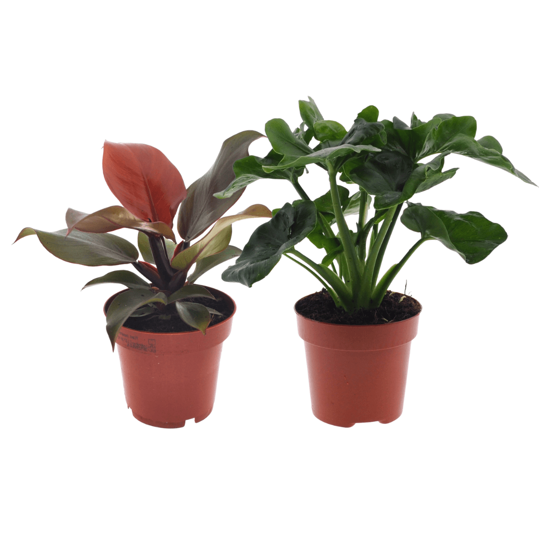 Philodendron Duo Sunlight/Atom - 2 stuks - Ø12cm - ↕25cm