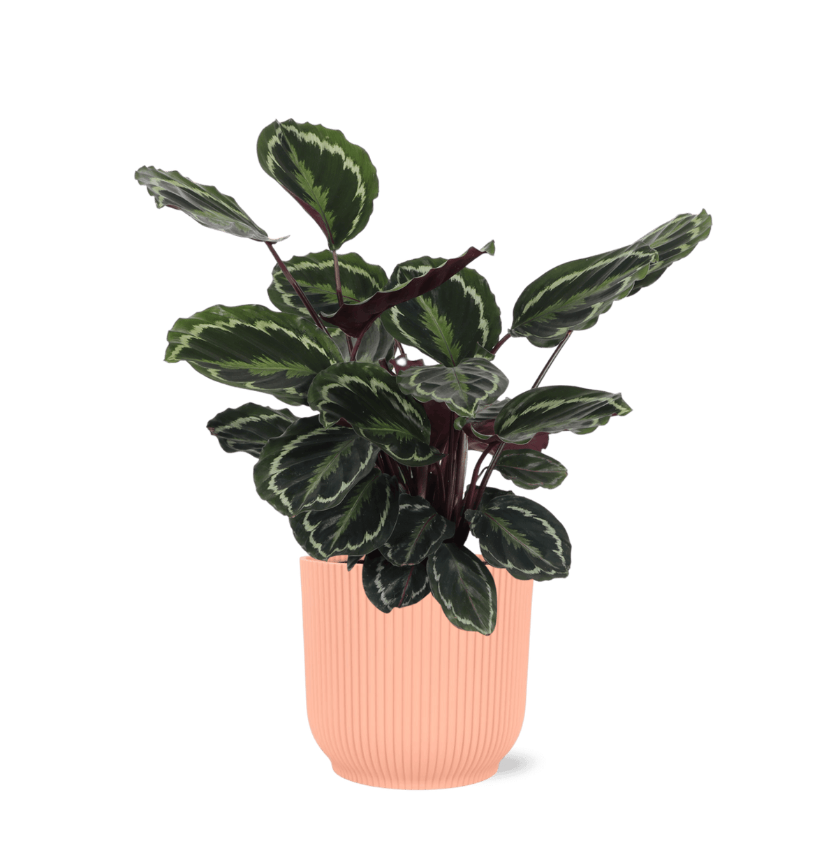 Calathea Medaillon Ø21cm - ↕70cm in Vibes ROZE