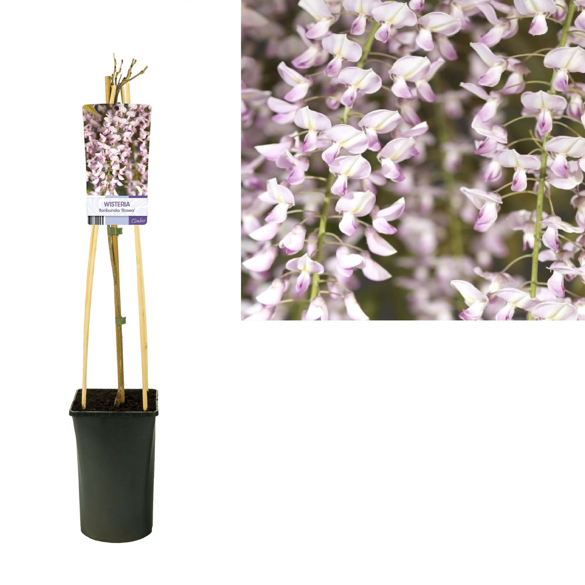 Wisteria Floribunda 'Rosea' +light Label - Ø17cm - ↕75cm