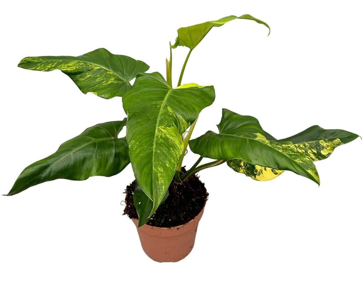 Philodendron Domesticum Variegata - Ø17cm - ↕50cm