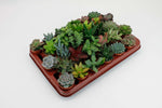 Succulenten Mix - 30 stuks - Ø5,5cm - ↕7cm